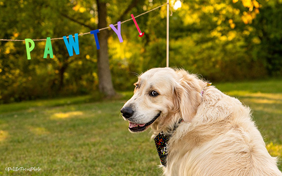 Dog outside at birthday